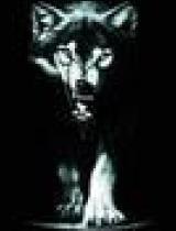 七次狼在线视频首页,探索未知，尽享视听盛宴