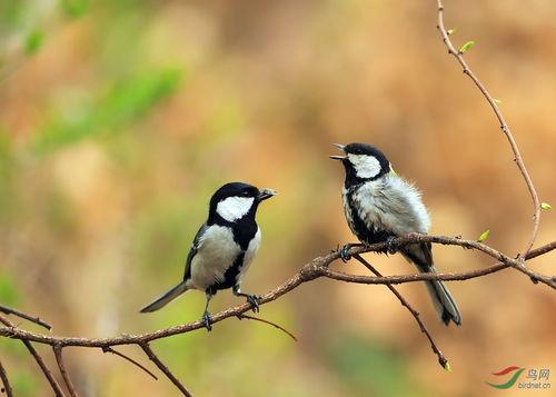 大山雀金发 在线视频,揭秘在线视频中的神秘魅力