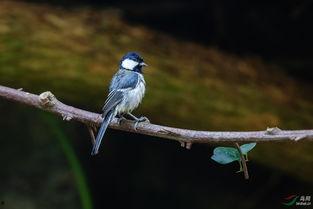 大山雀金发 在线视频,揭秘在线视频中的神秘魅力