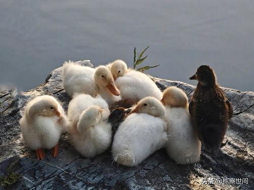 小白鸭在线视频观看,趣味互动，寓教于乐的童年回忆