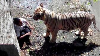 印度电影老虎在线视频,印度神秘森林的王者传奇